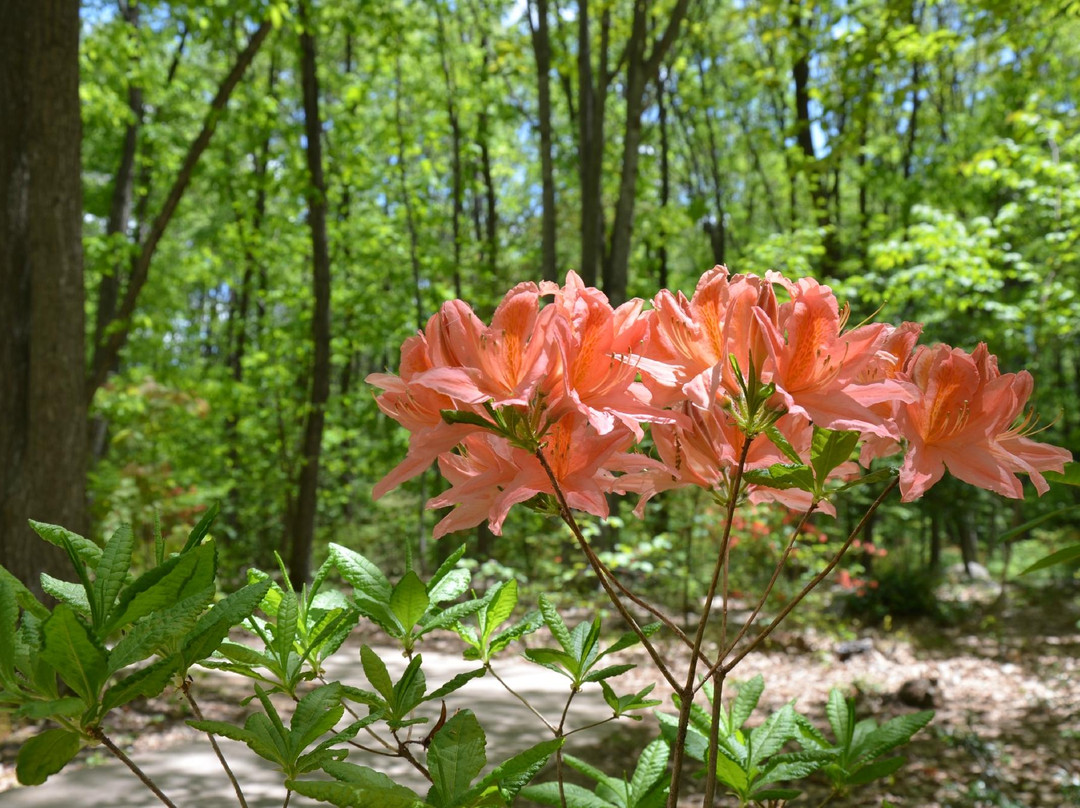 Alps Azumino National Government Park  Omachi/Matsukawa景点图片