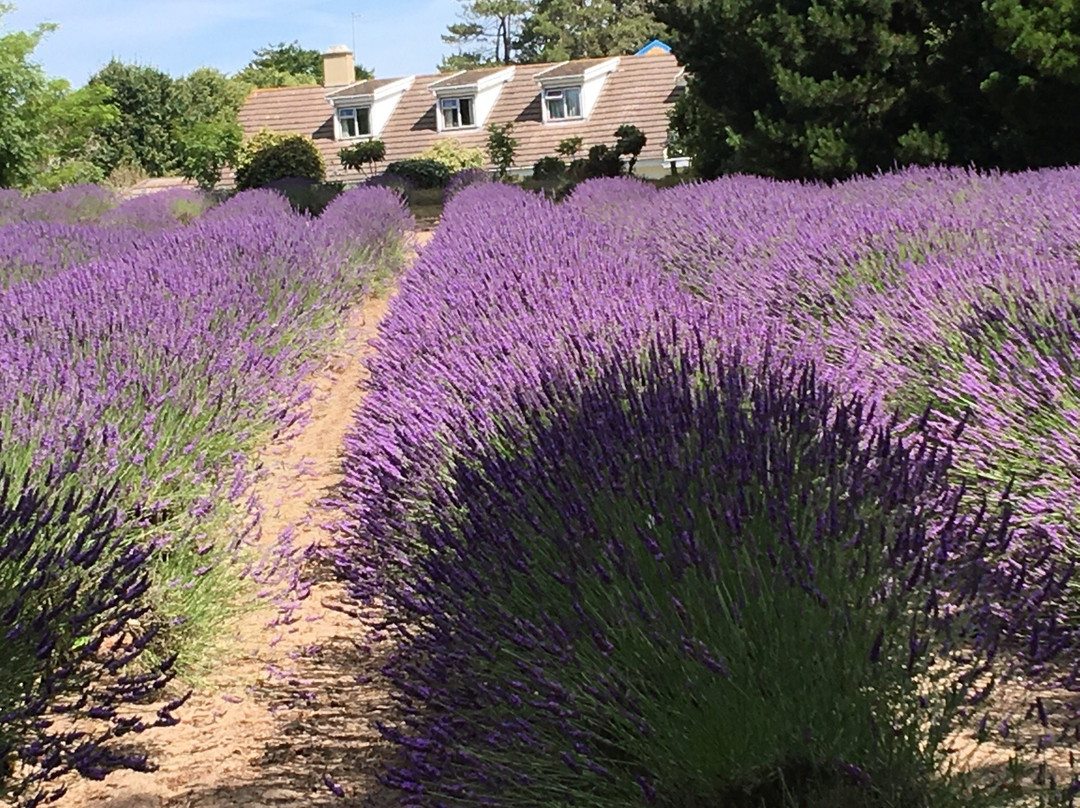 Jersey Lavender Farm景点图片