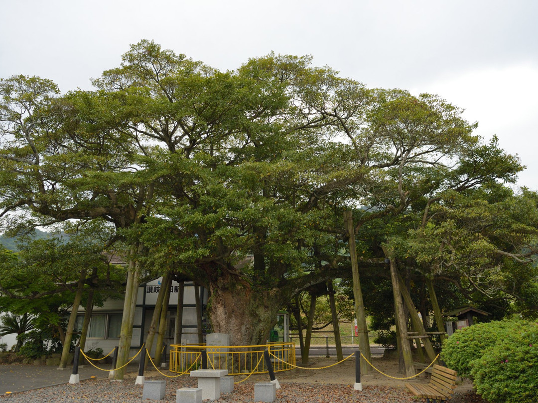 800 Years Old Tabunoki Tree景点图片