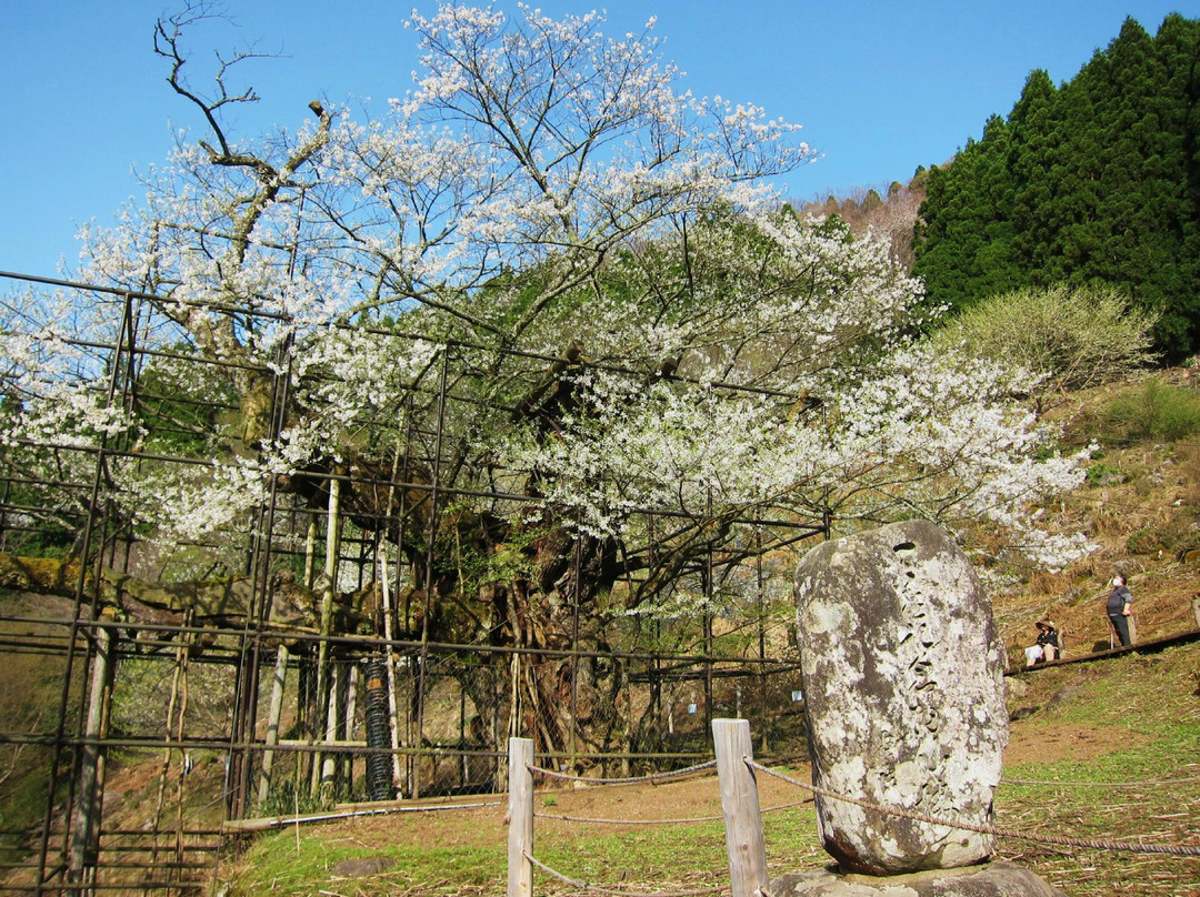 养父市旅游景点-Tarumino Ozakura