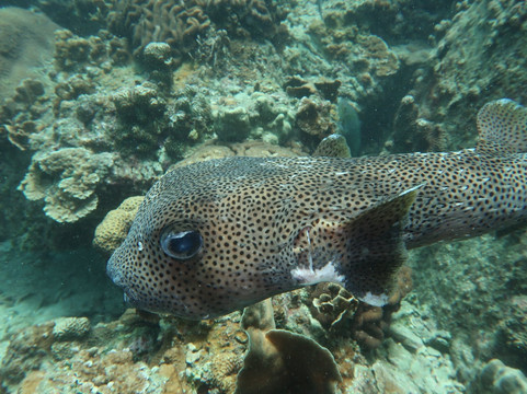 Pimp My Dive Scuba Dive Center-涛岛必去景点