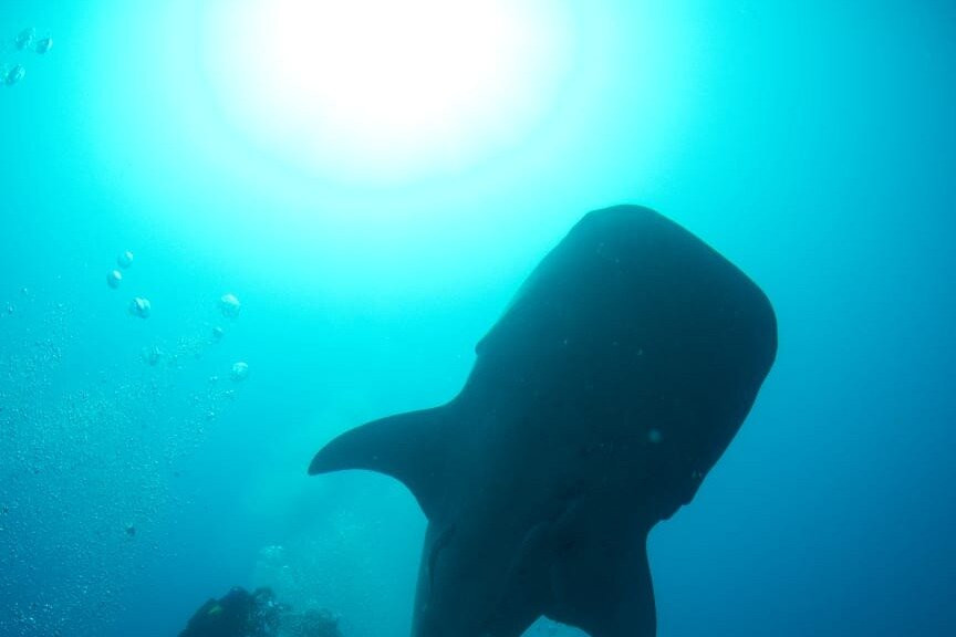 Scuba Butler景点图片