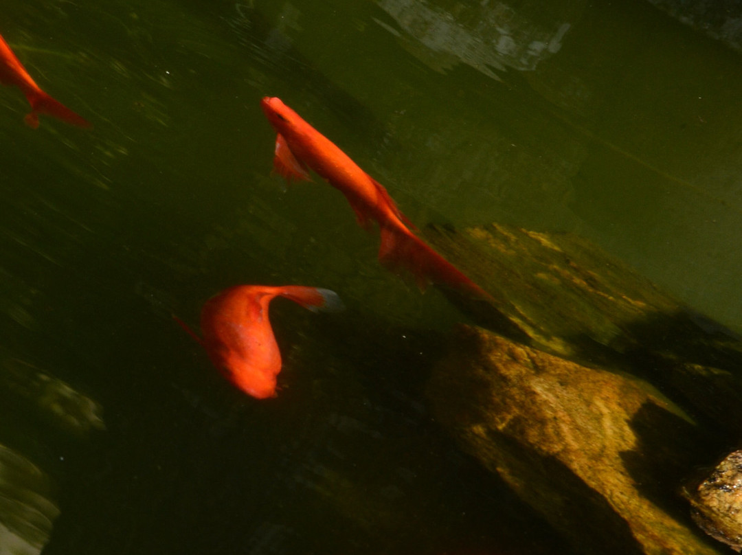 La Bougainvillea Garden Retreat主图