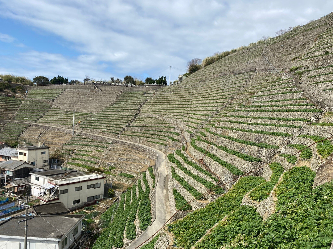 Yusumizugaura Terrace Field景点图片