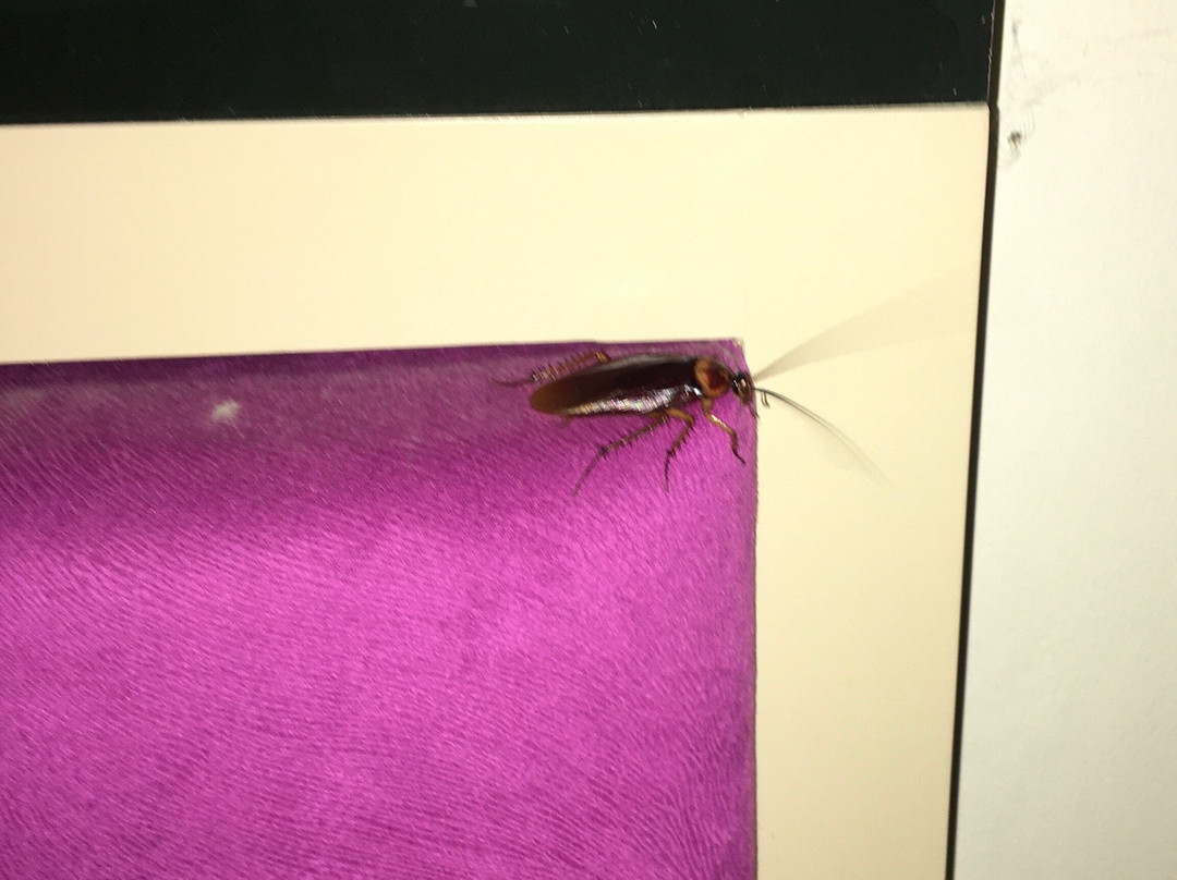 Ayola Sentosa Palembang主图