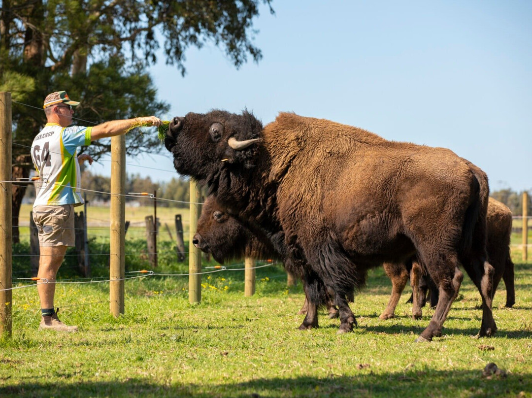 Hunter Valley Bison景点图片