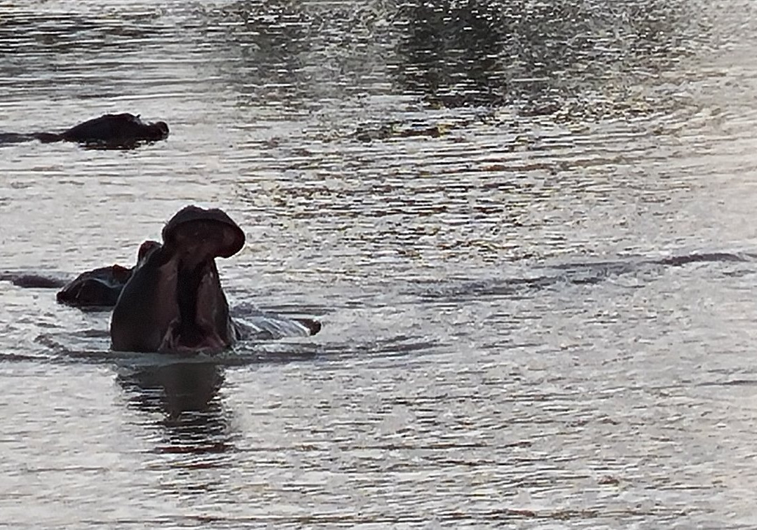 Shangalima safaris limited-莫洛哥罗必去景点