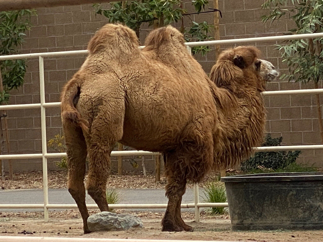 Santa Ana Zoo at Prentice Park景点图片