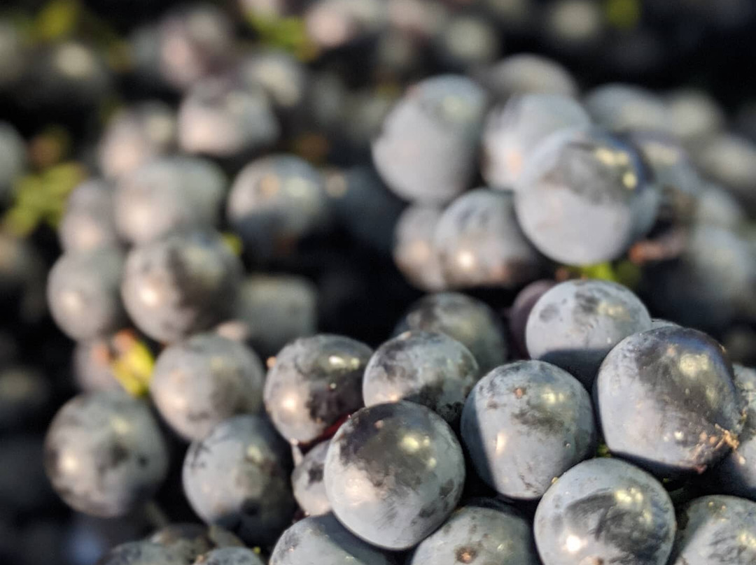 Vinberige Vineyards-Glenford必去景点