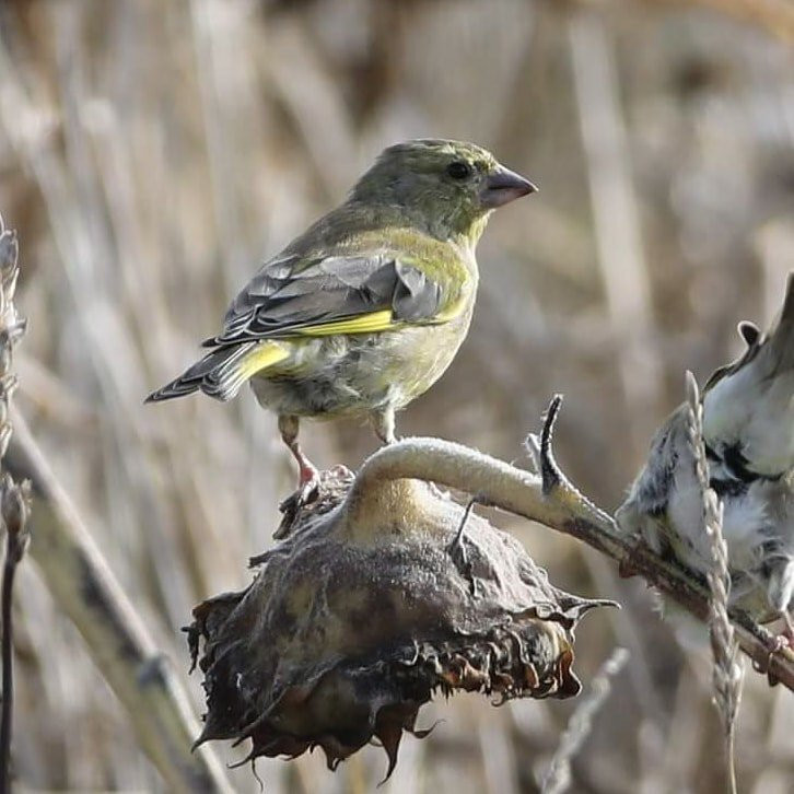 Spurn Bird Observatory景点图片