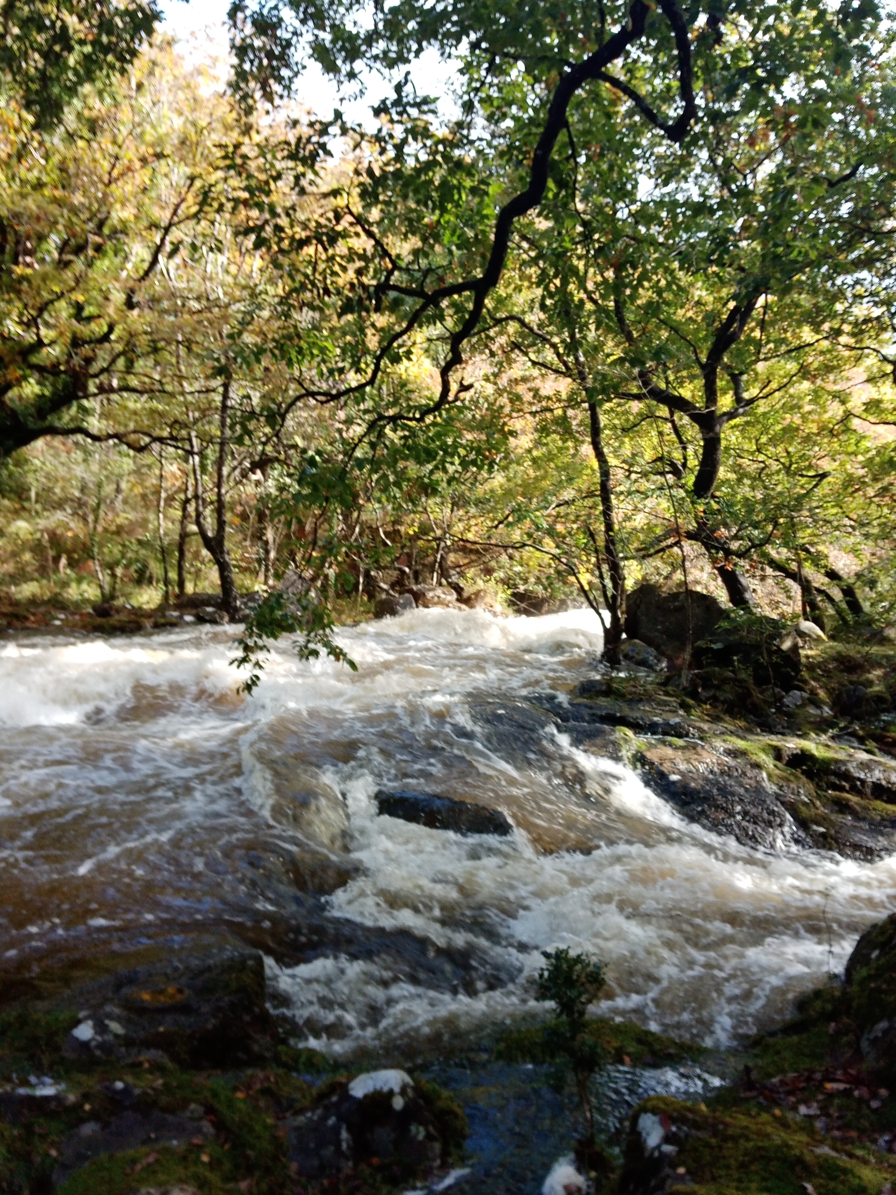 Plas Dolmelynllyn Hall Hotel-官方