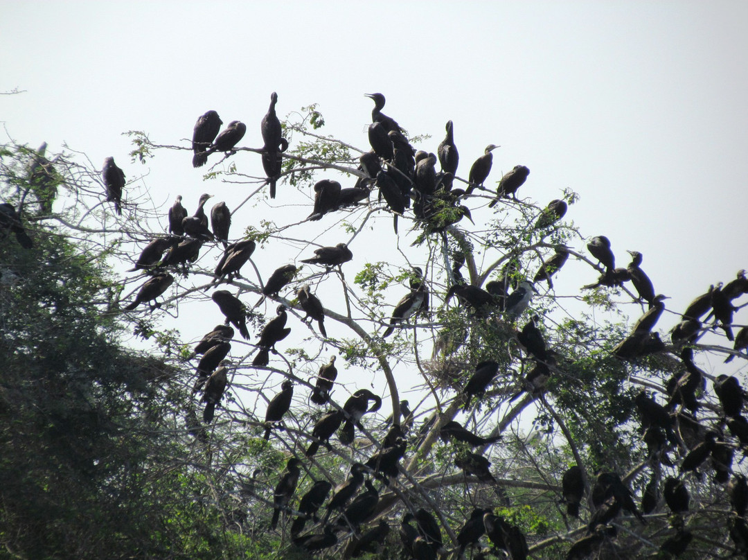 Udayamarthandapuram Bird Sanctuary景点图片