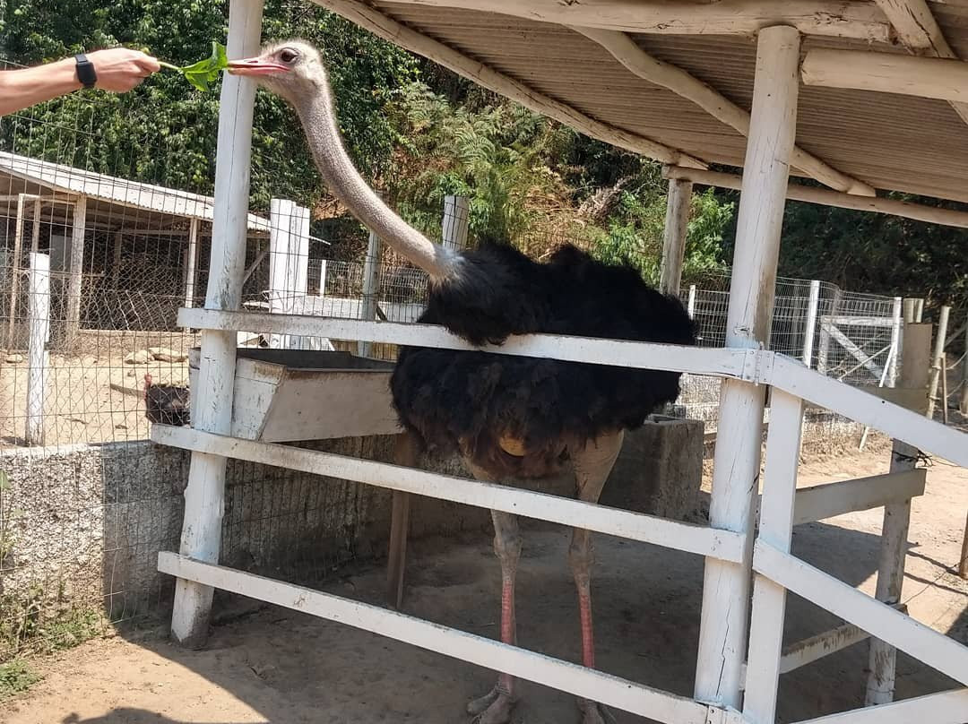 Hotel Fazenda Caledonia Inn主图