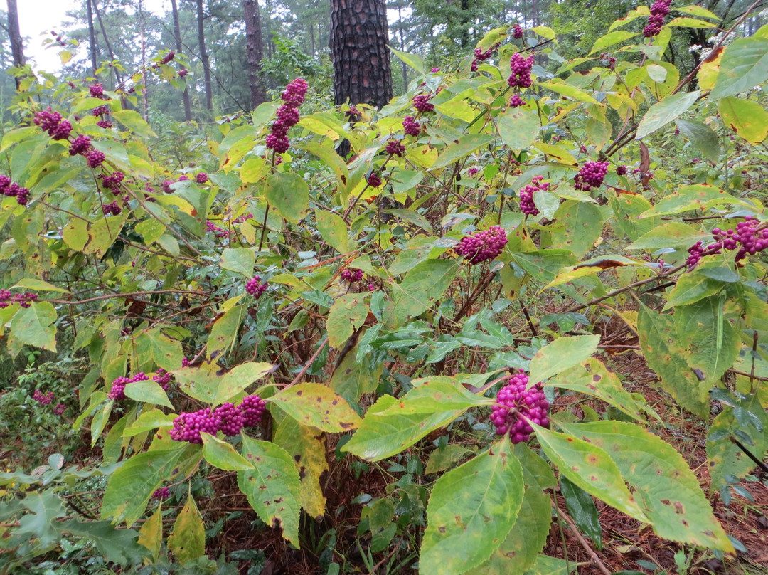 Atlanta State Park-Atlanta必去景点