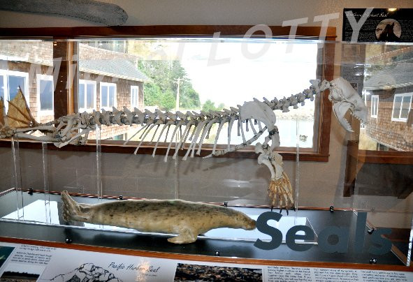 Charleston Marine Life Center-Charleston必去景点