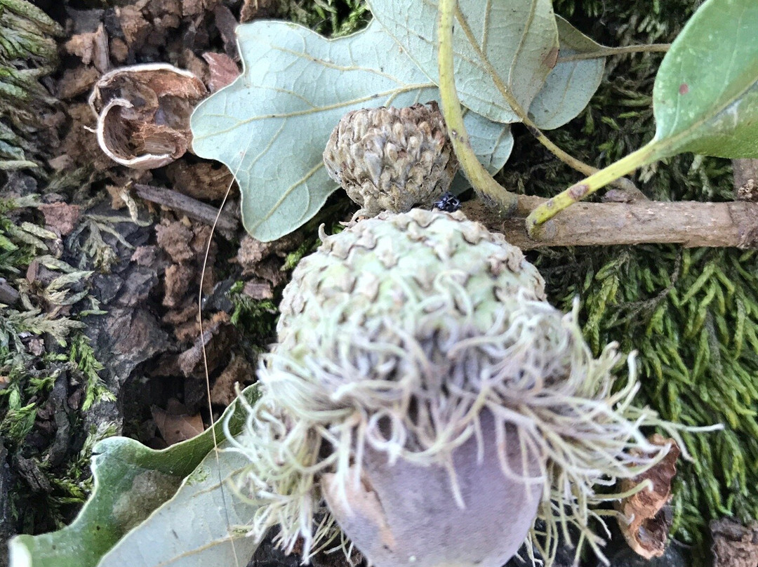 Washington Park-斯普林菲尔德必去景点