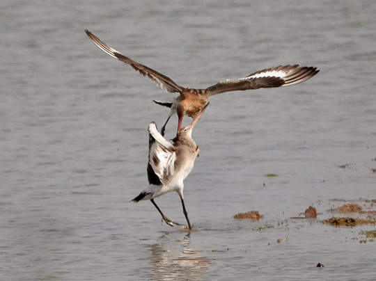 RSPB Freiston Shore-Freiston必去景点