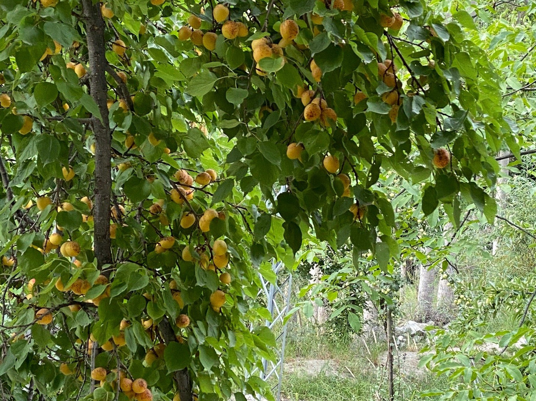 Mountain Story Resort Hunza主图