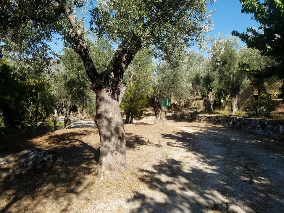 Gera's Olive Grove主图