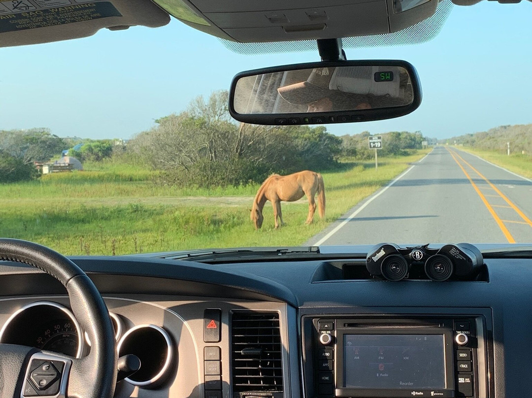 Assateague Island Tours景点图片