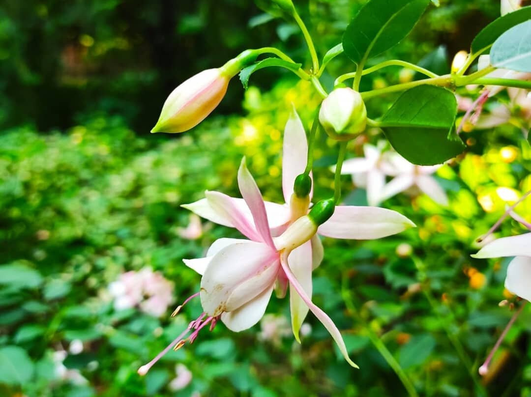 Il Giardino di Casa Biasi景点图片