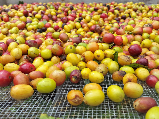 Café San Luis-蒙特沃德必去景点