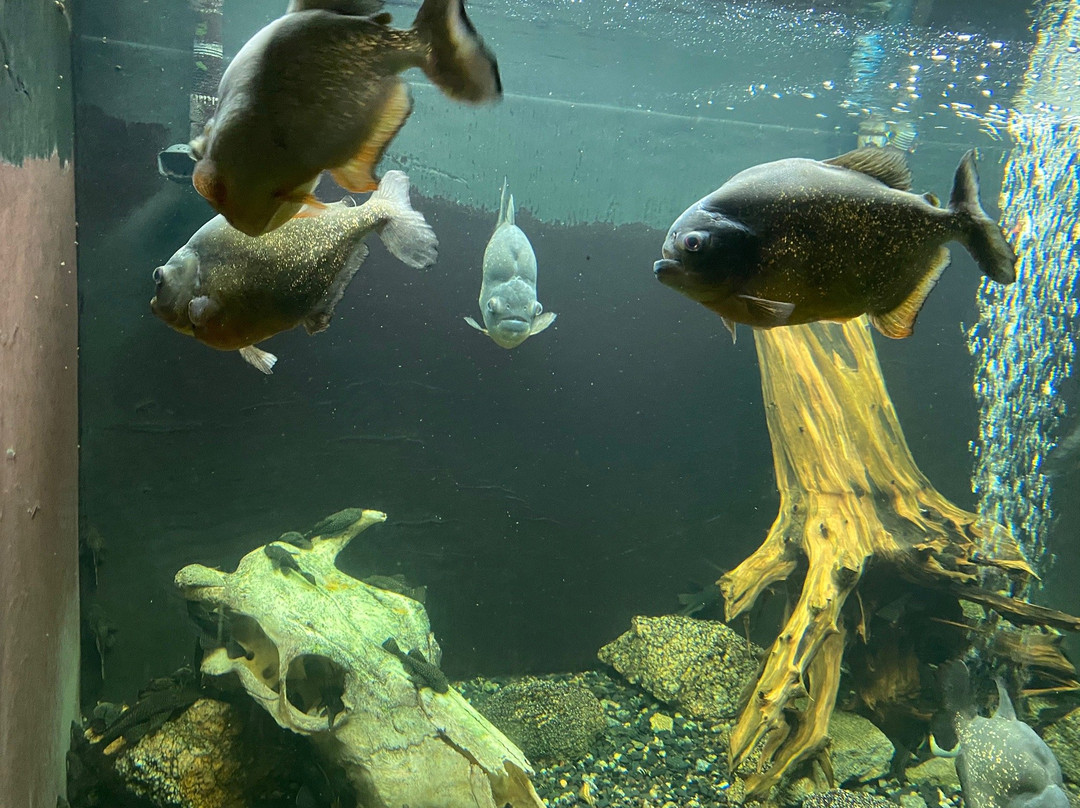 Aquarium of Freshwater Fish-第聂伯罗必去景点