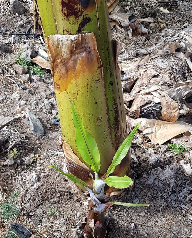 bananaECOplantation景点图片