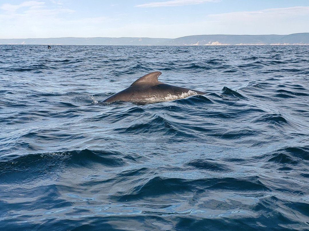 Captain Zodiac Whale Cruise-Cheticamp必去景点