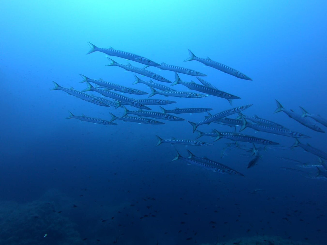Ustica Diving-Ustica必去景点
