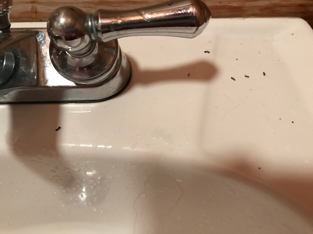 White Oaks Cabins主图