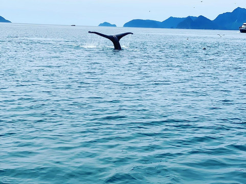 Seward Wildlife Tours-苏厄德必去景点