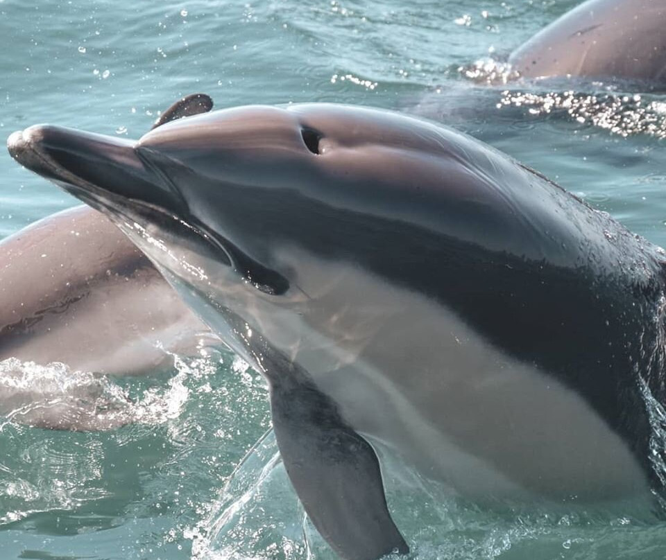 Sealife - Dolphin Watching-拉各斯必去景点