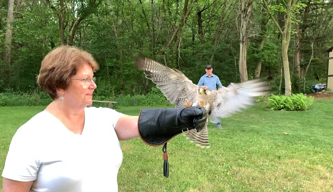 Raptor Hill Falconry景点图片