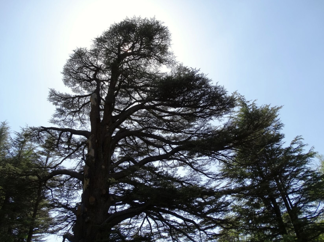 The Cedars of God-Bcharre必去景点