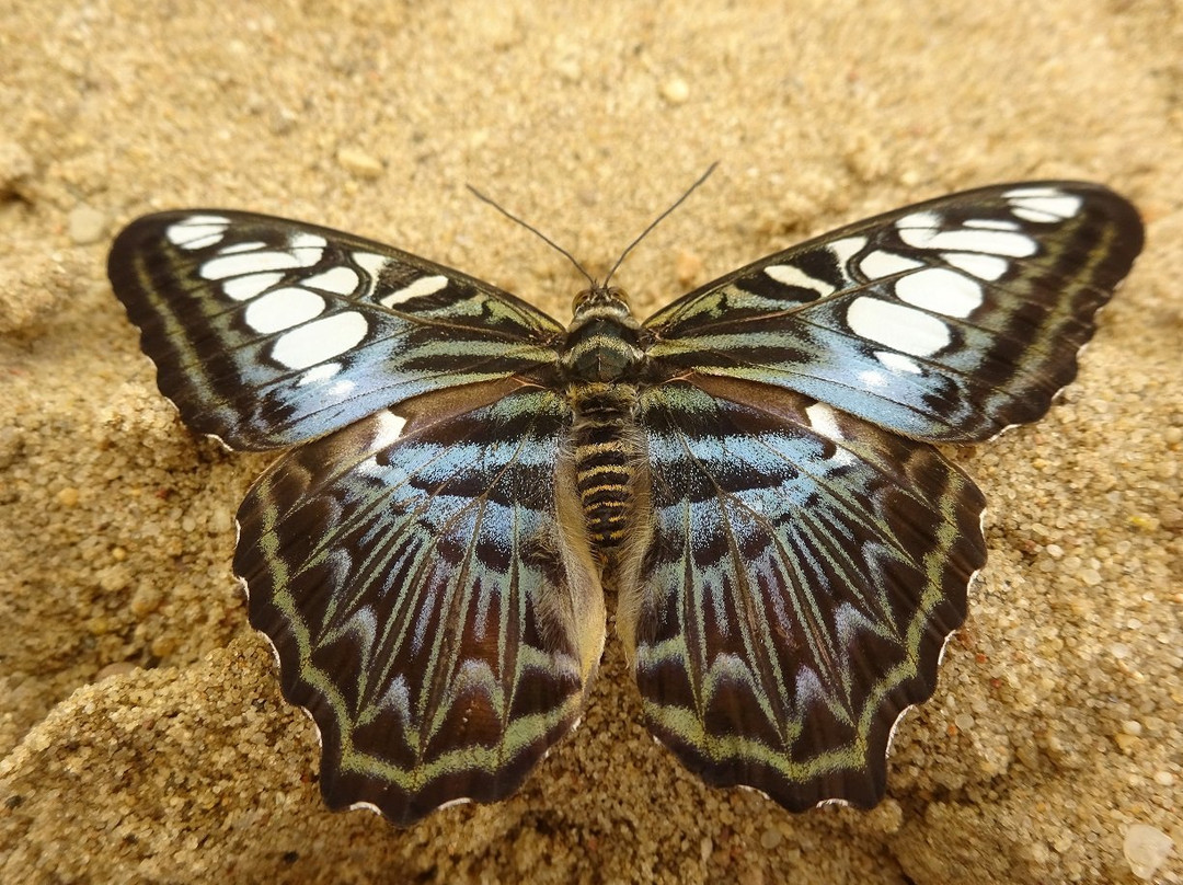 Motylarnia Wladyslawowo景点图片