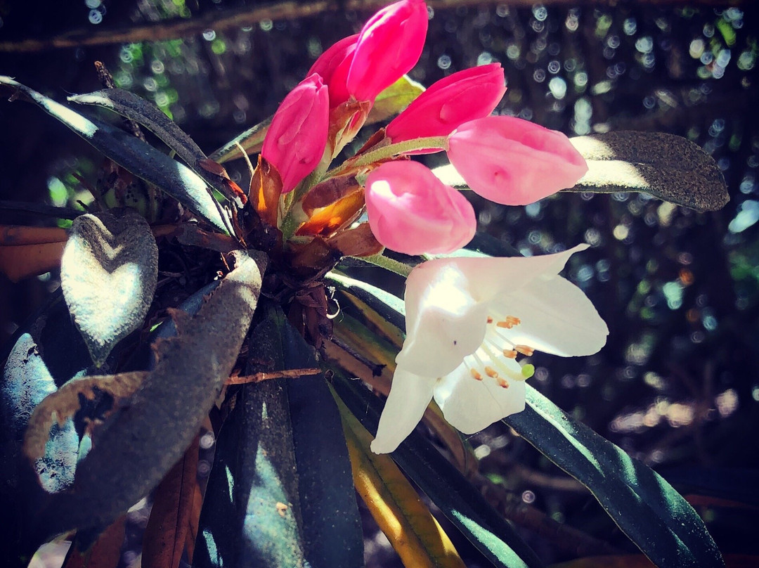 Rhododendron Species Botanical Garden-费德勒尔韦必去景点