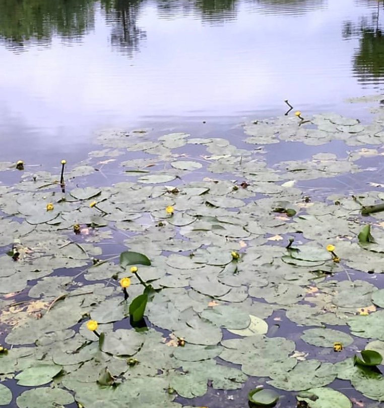 Olgin Pond景点图片