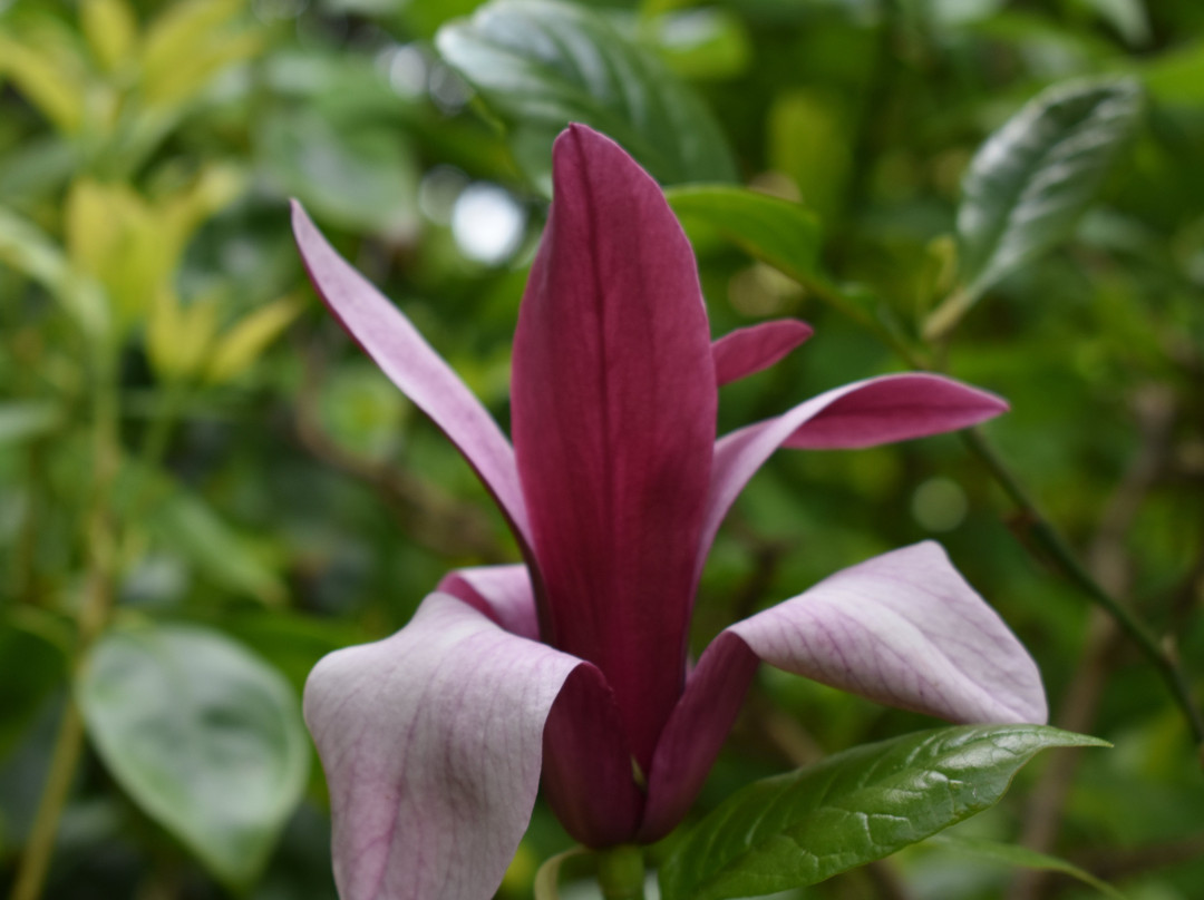 Linn Botanic Gardens景点图片