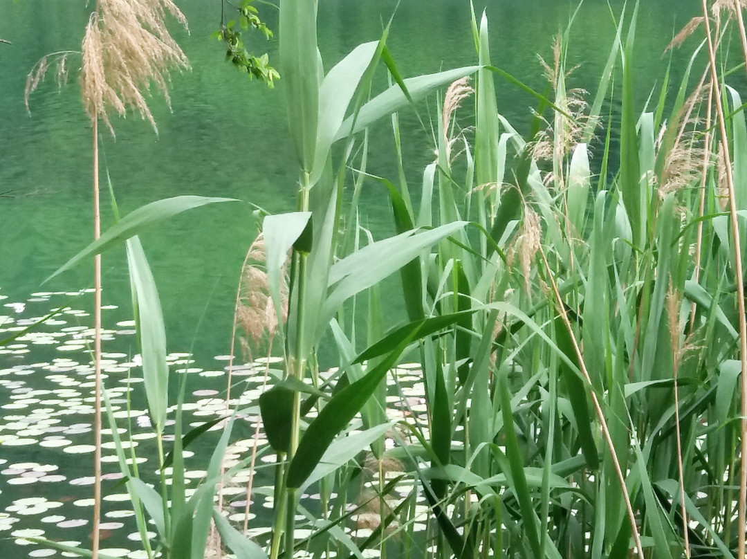 Parco Lago Segrino景点图片