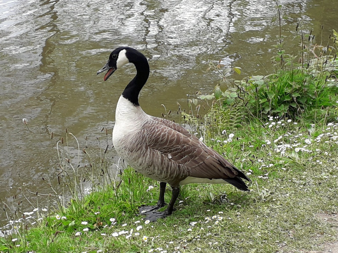 Rochdale Canal景点图片