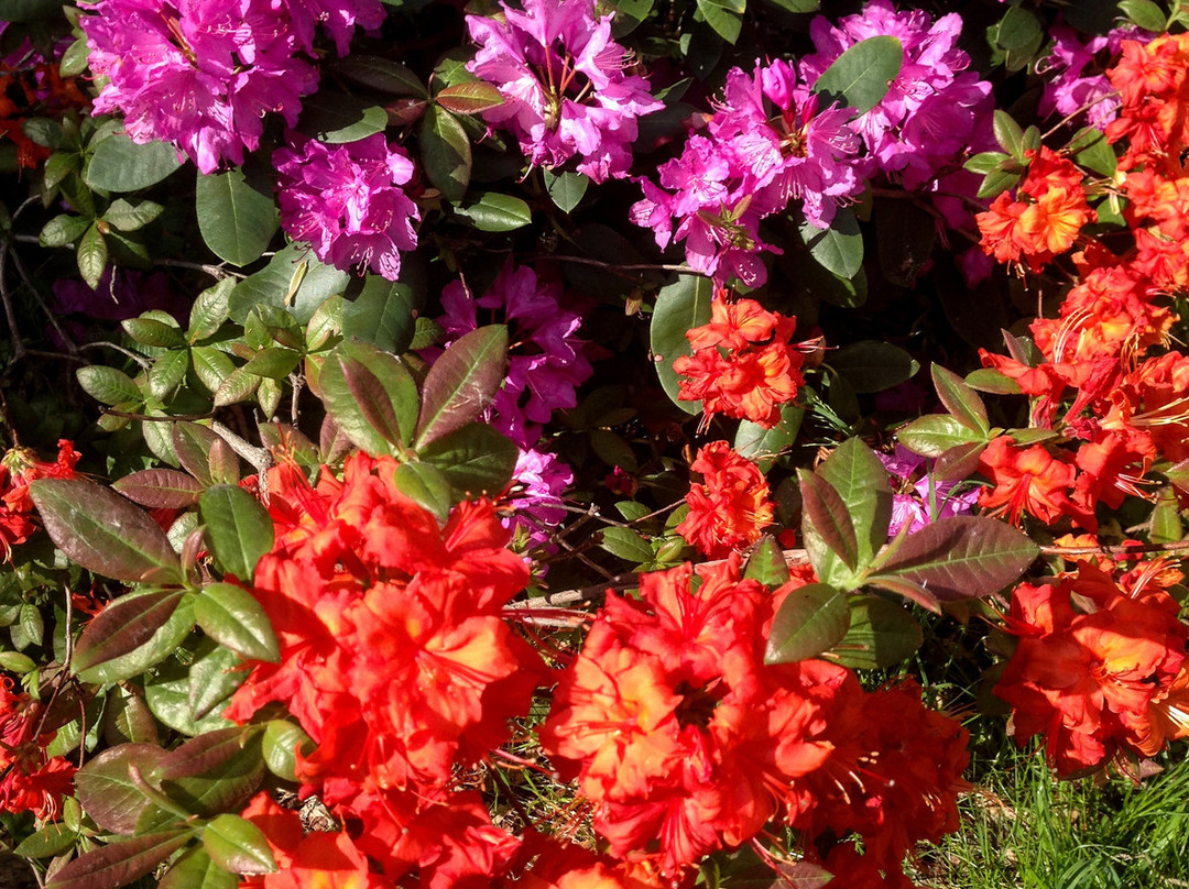 NII Botanical Garden-下诺夫哥罗德必去景点