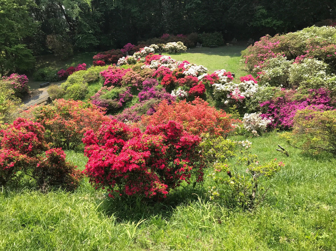 Godaison Azalea Park-越生町必去景点