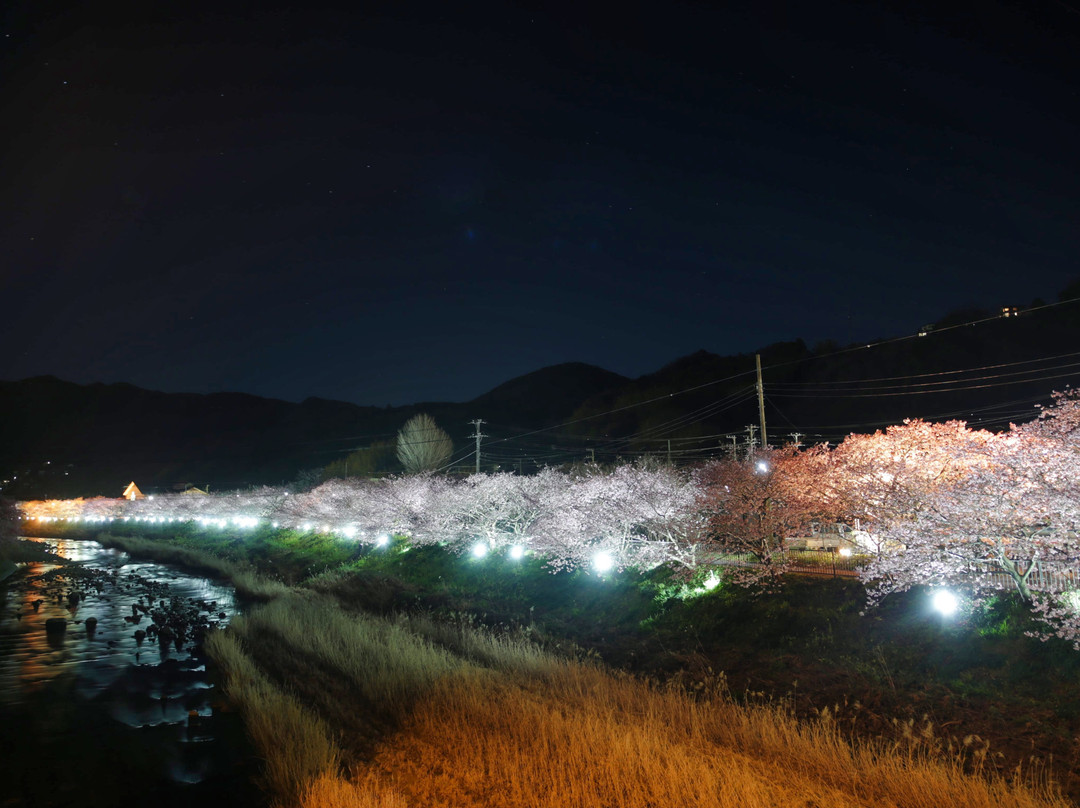 Kawazuzakura Festival景点图片