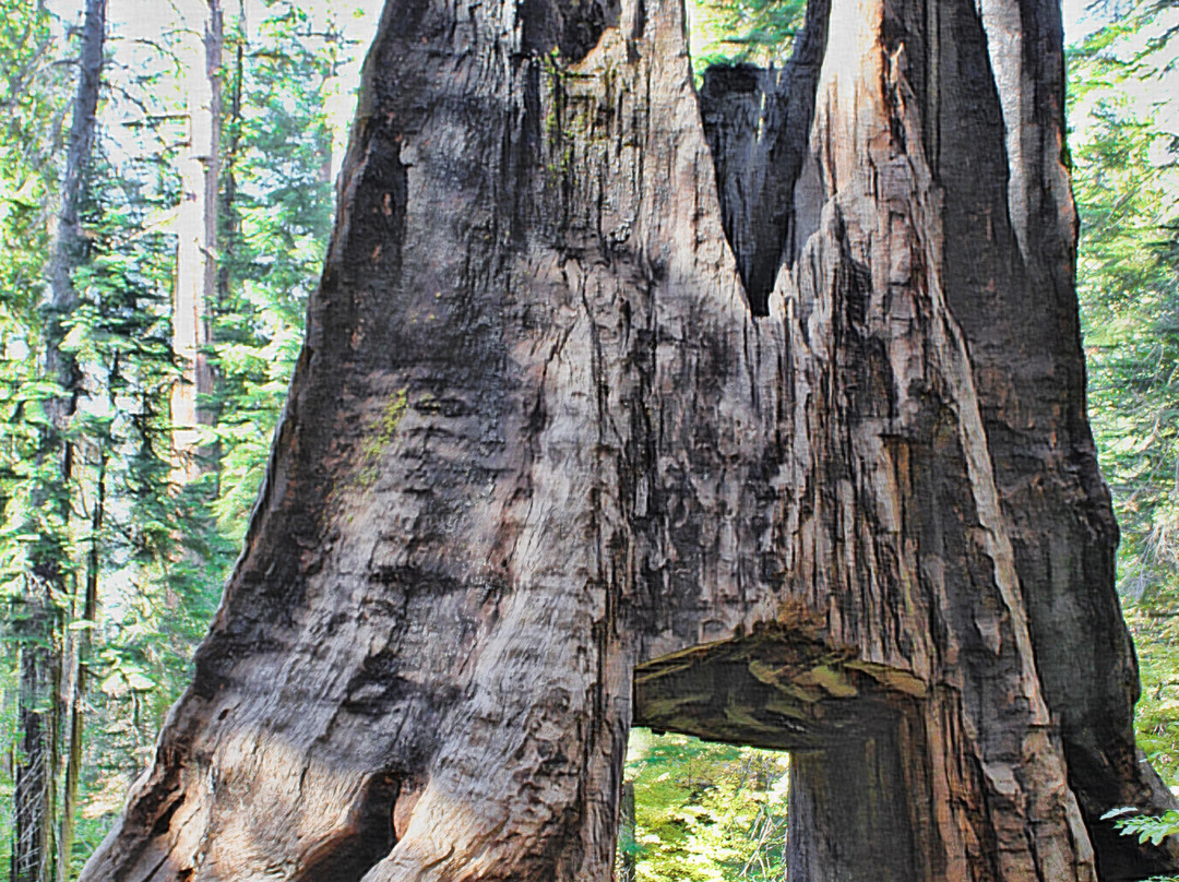 Tuolumne Grove of Giant Sequoias-优胜美地国家公园必去景点