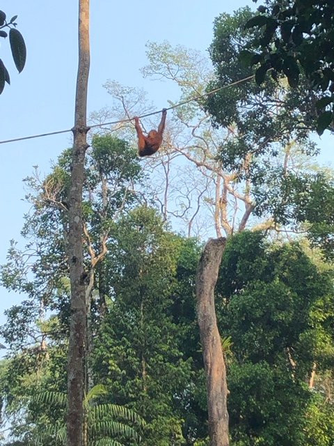 实蒙古野生动物护育中心-Siburan必去景点