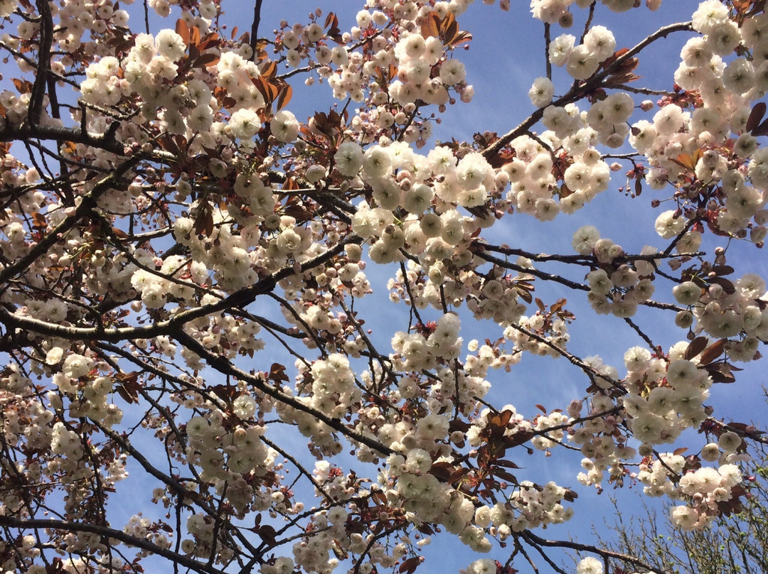 Braunstone Park景点图片