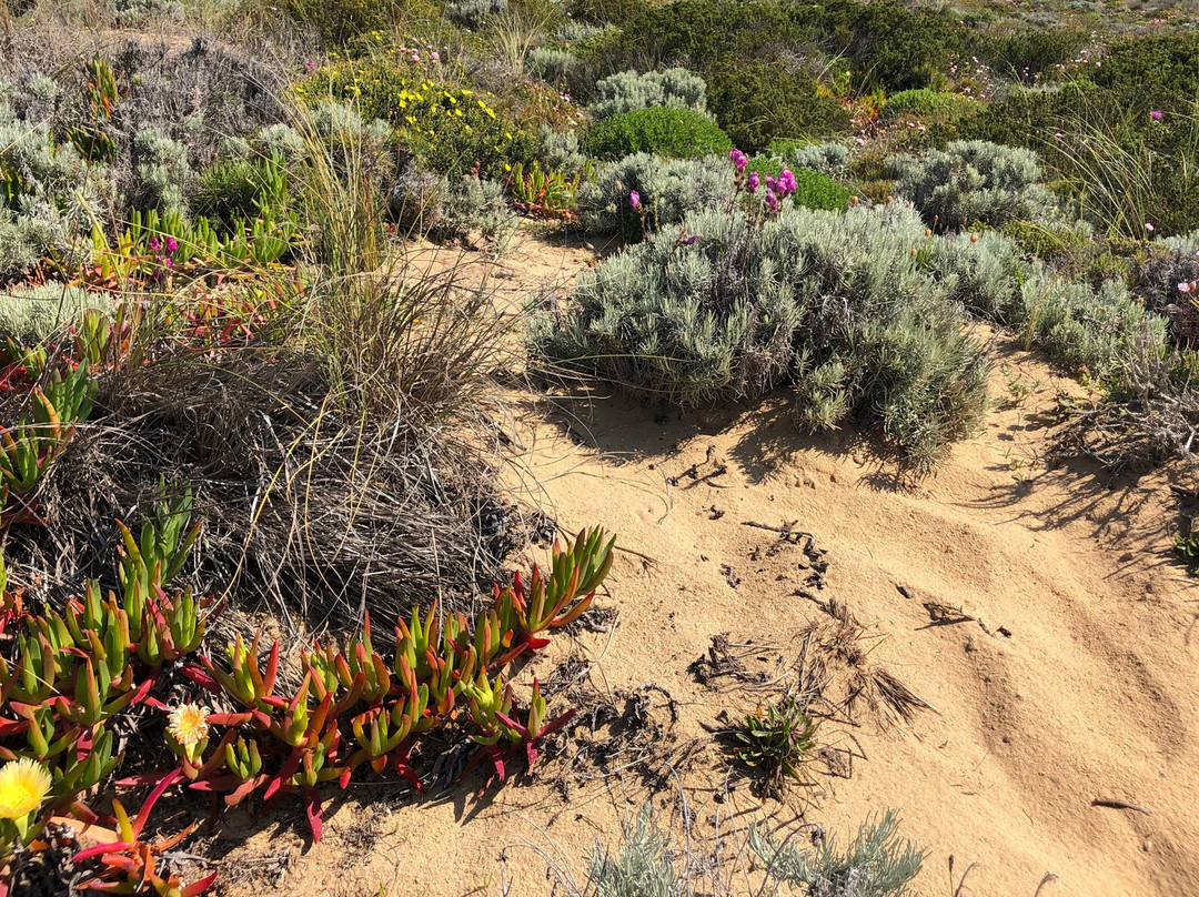 Ria de Alvor Nature Reserve景点图片