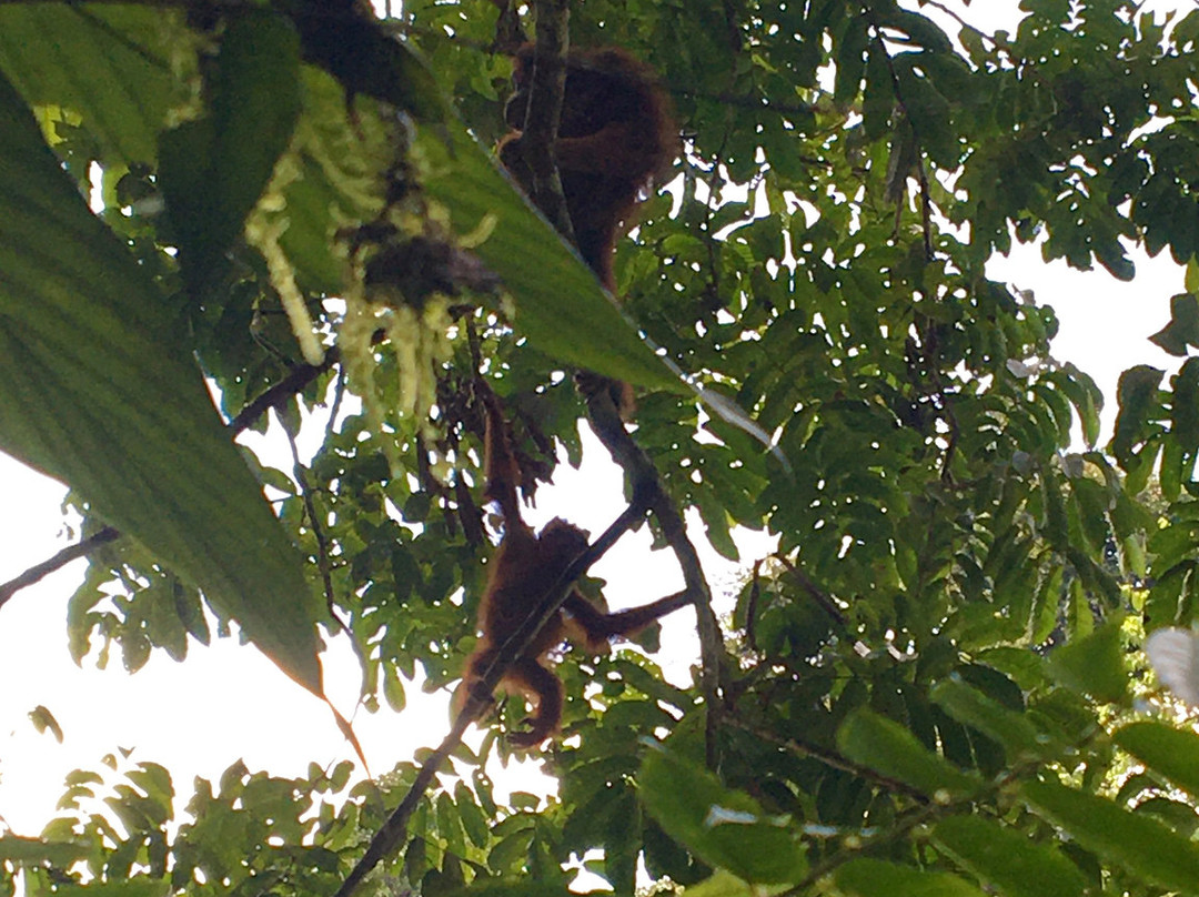 Our Jungle Trekking with Safar Ketambe-Ketambe必去景点