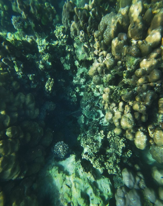 scuba duckling langkawi景点图片